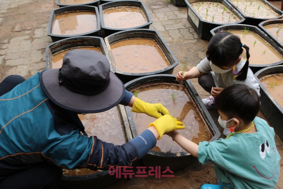 서울탑산초등학교 병설유치원 원아들이 모내기 체험활동을 하고 있다. (사진제공 서울탑산초등학교)